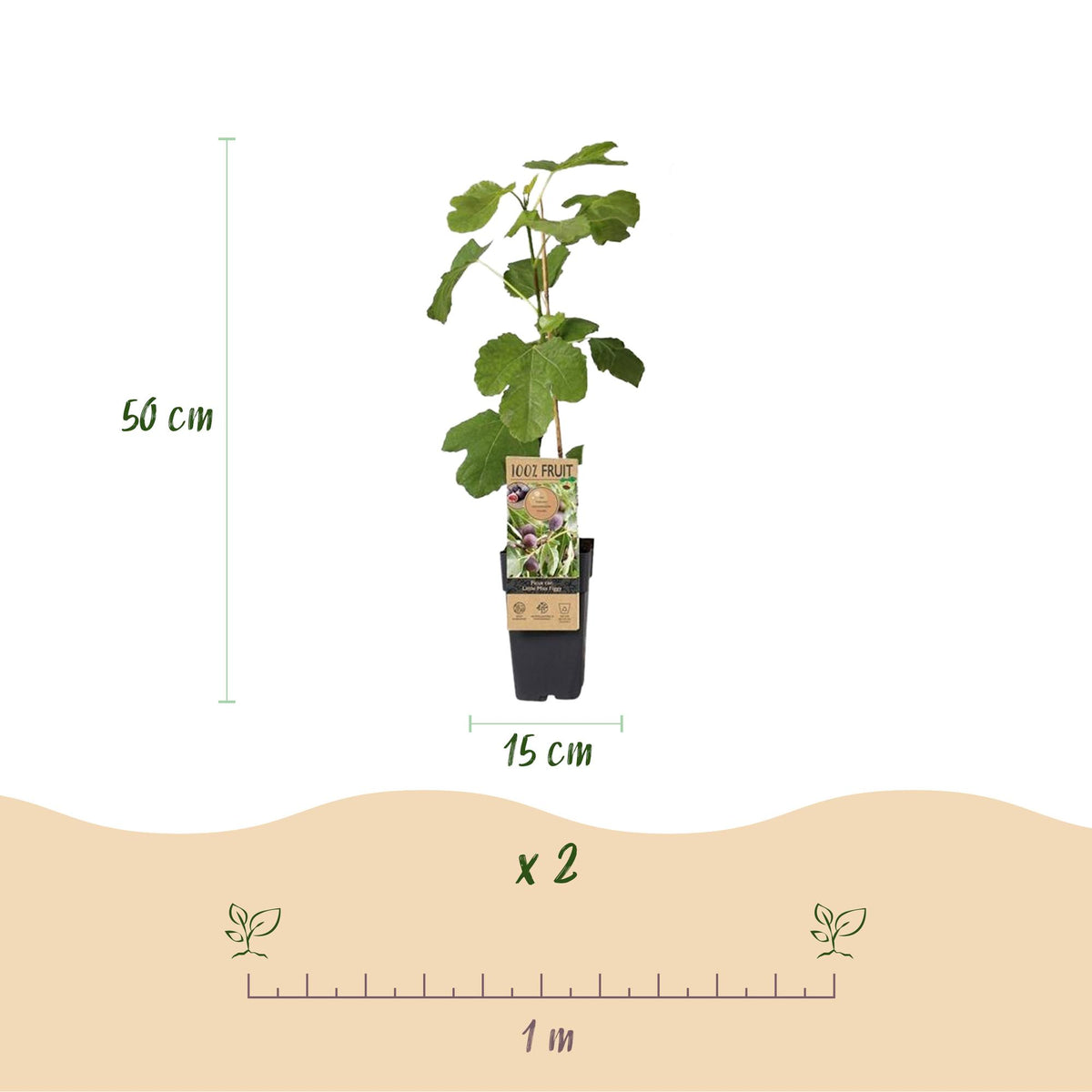 Ficus caria 'Little Miss Figgy' (figen) – 2 planter, Ø15 cm, 50 cm høje – billede 3