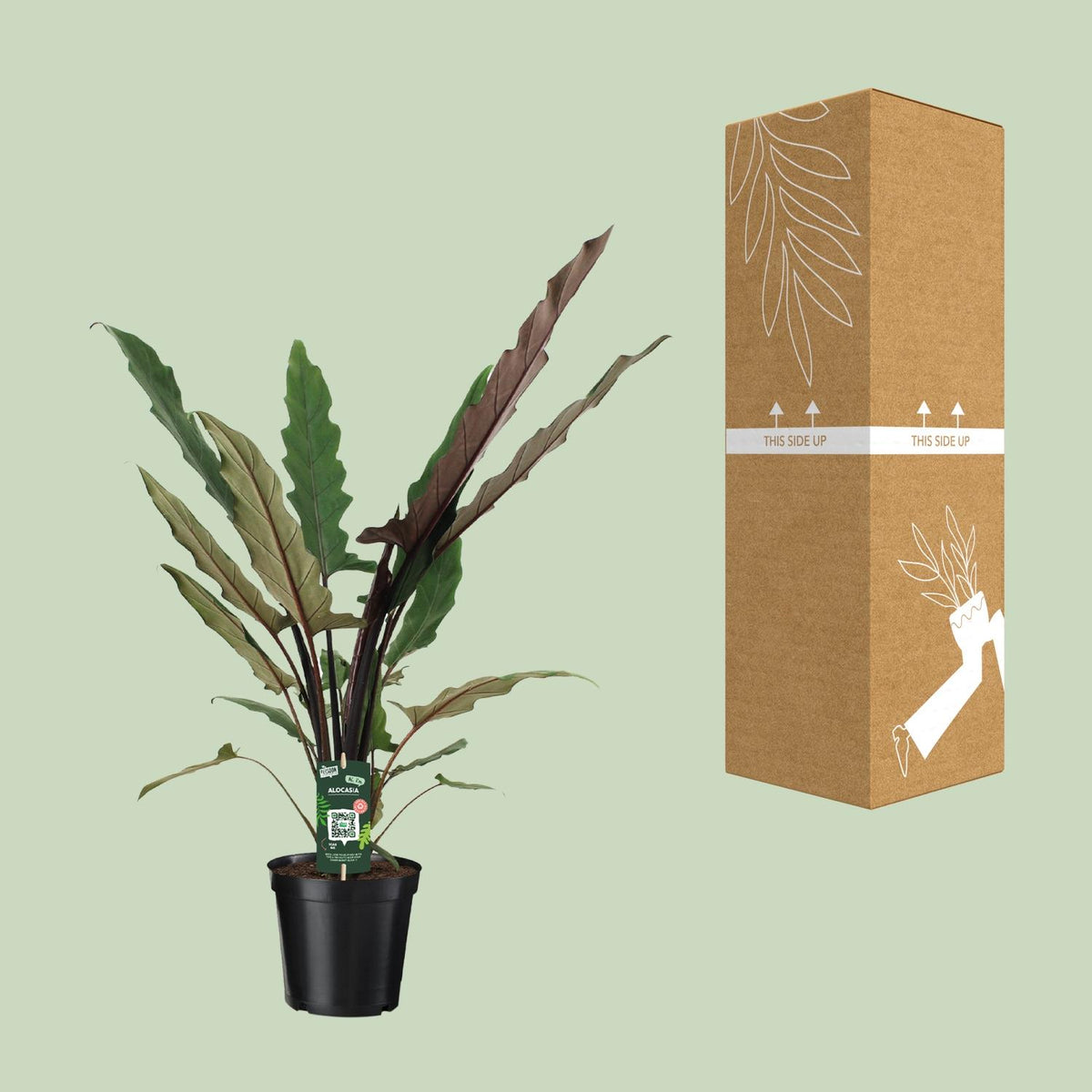Alocasia Lauterbachiana (oreille d'éléphant) – Ø19 cm, 80 cm de haut