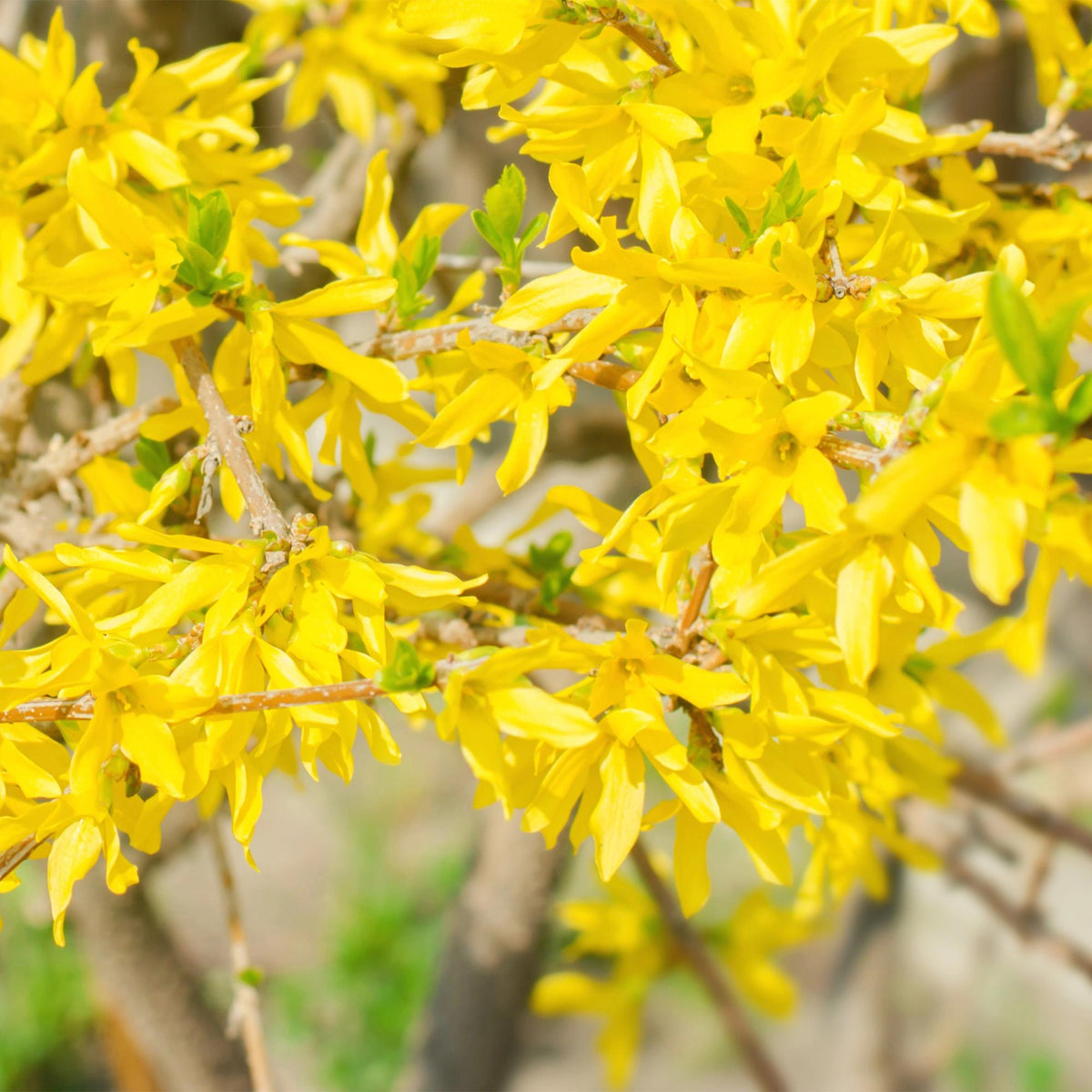 Heesters Forsythia intermedia Goldrauch – geel – Ø17 cm, 45 cm hoog – foto 4