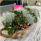 Calocephalus (silver bush) – 6 plants, 15 cm tall