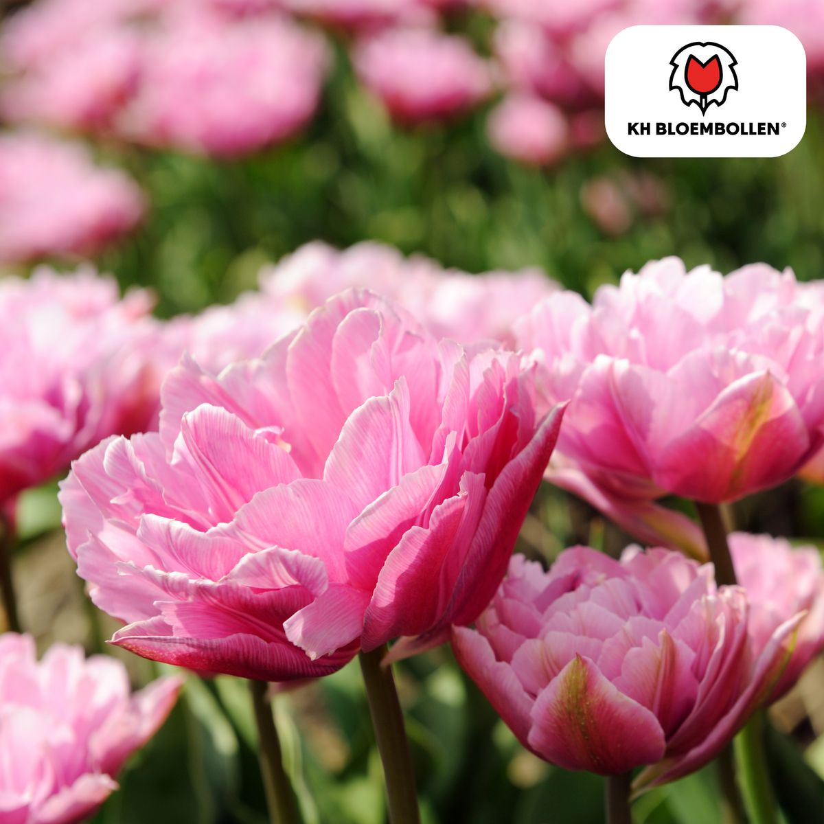 Tulipe 'Columbus' – 20 bulbes (taille 11/12)