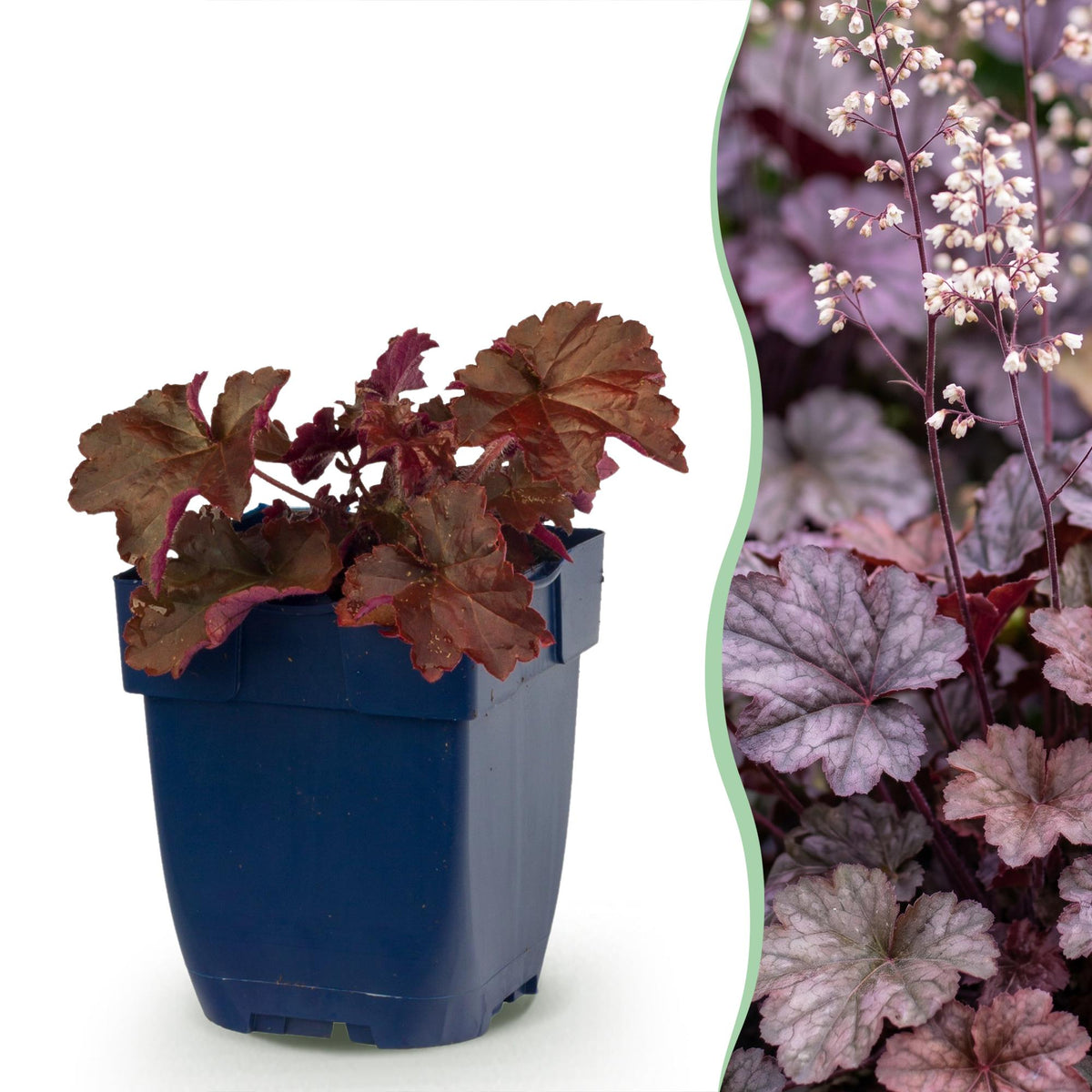 Heuchera micr. 'Palace Purple' (purperklokje) – paars – Ø11 cm, 15–25 cm hoog