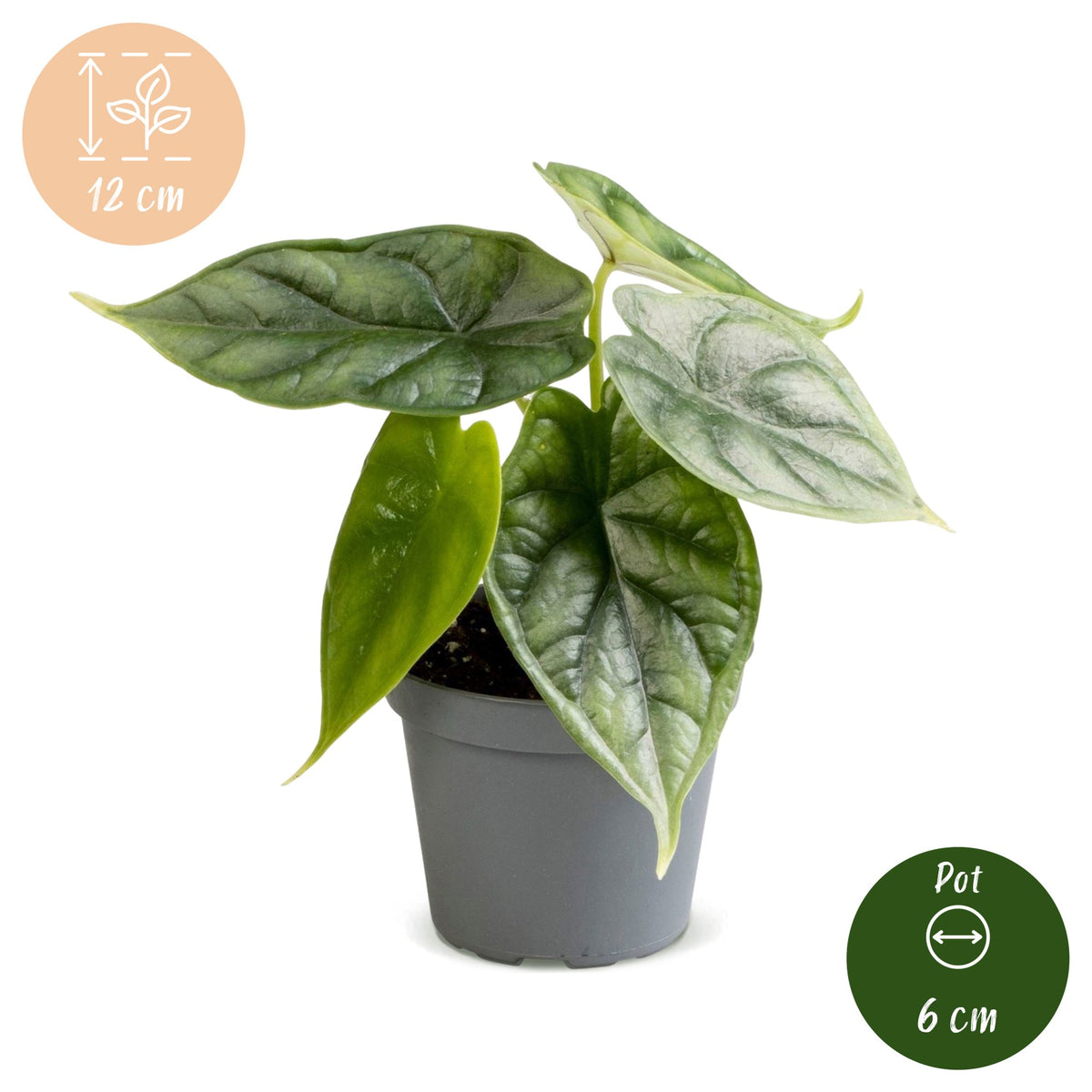 Alocasia Dragon Scale (oreille d'éléphant) – Ø6 cm, 12 cm de haut