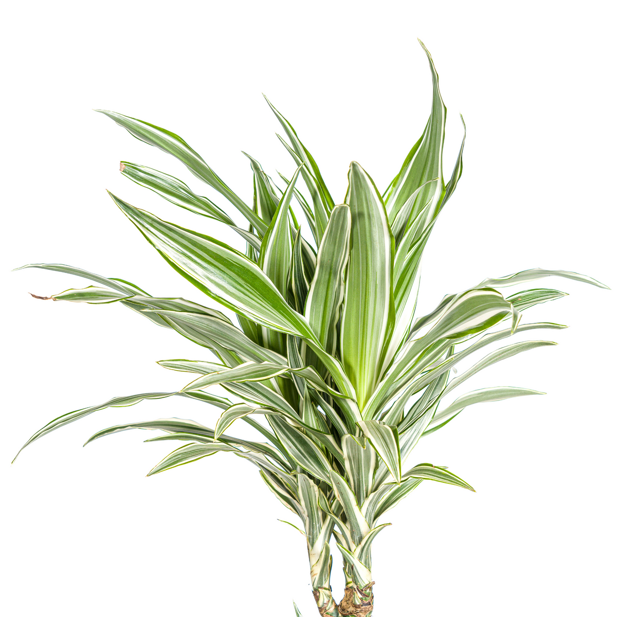 Dracaena Deremensis White Stripe (Drachenbaum) mit Korb – Ø24 cm, 130–150 cm hoch