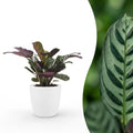 Ctenanthe burle-marxii (visgraatplant) in Potter-sierpot wit – Ø12 cm, 30 cm hoog