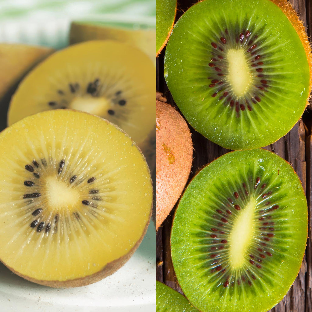 Actinidia deliciosa 'Jenny &amp; Golden Kiwi' (kiwi) – 2 plants, Ø15 cm, 50 cm de haut – photo 4