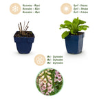 Digitalis purp. 'Gloxiniiflora' (Fingerhut) – rosa-weiß – Ø11 cm, 15–25 cm hoch