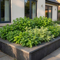 Borderpakket theekruiden – 6 planten, Ø11 cm, 15–25 cm hoog