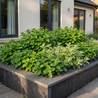 Borderpakket theekruiden – 6 planten, Ø11 cm, 15–25 cm hoog