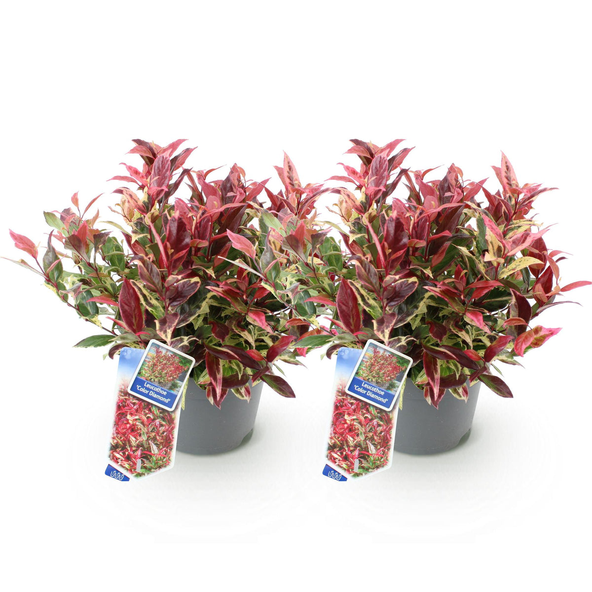Leucothoe 'Colour Diamond' – bunt – 2 Pflanzen, Ø 17 cm, 45 cm hoch – Bild 2