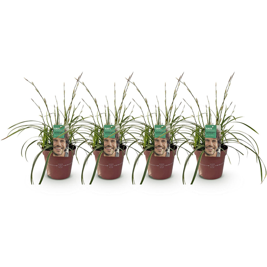 Carex morrowii 'Ice Dance' (sedge) – 4 plants, Ø17 cm, 50 cm high – photo 2