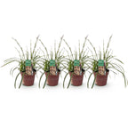 Carex morrowii 'Ice Dance' (sedge) – 4 plants, Ø17 cm, 50 cm high