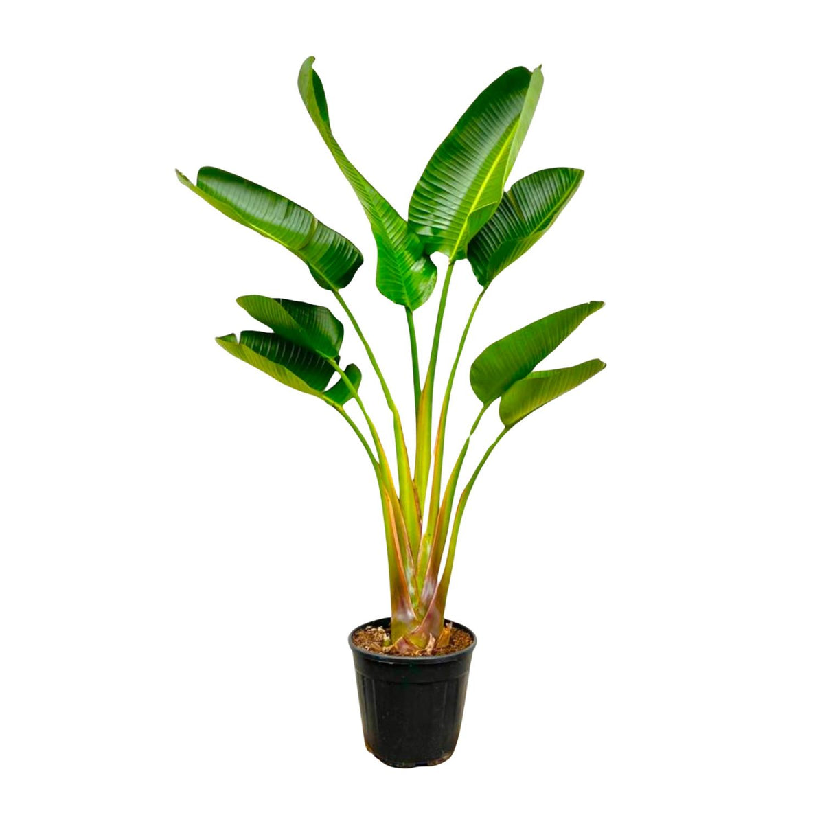 Strelitzia Augusta (paradijsvogelbloem) – Ø21 cm, 160 cm hoog