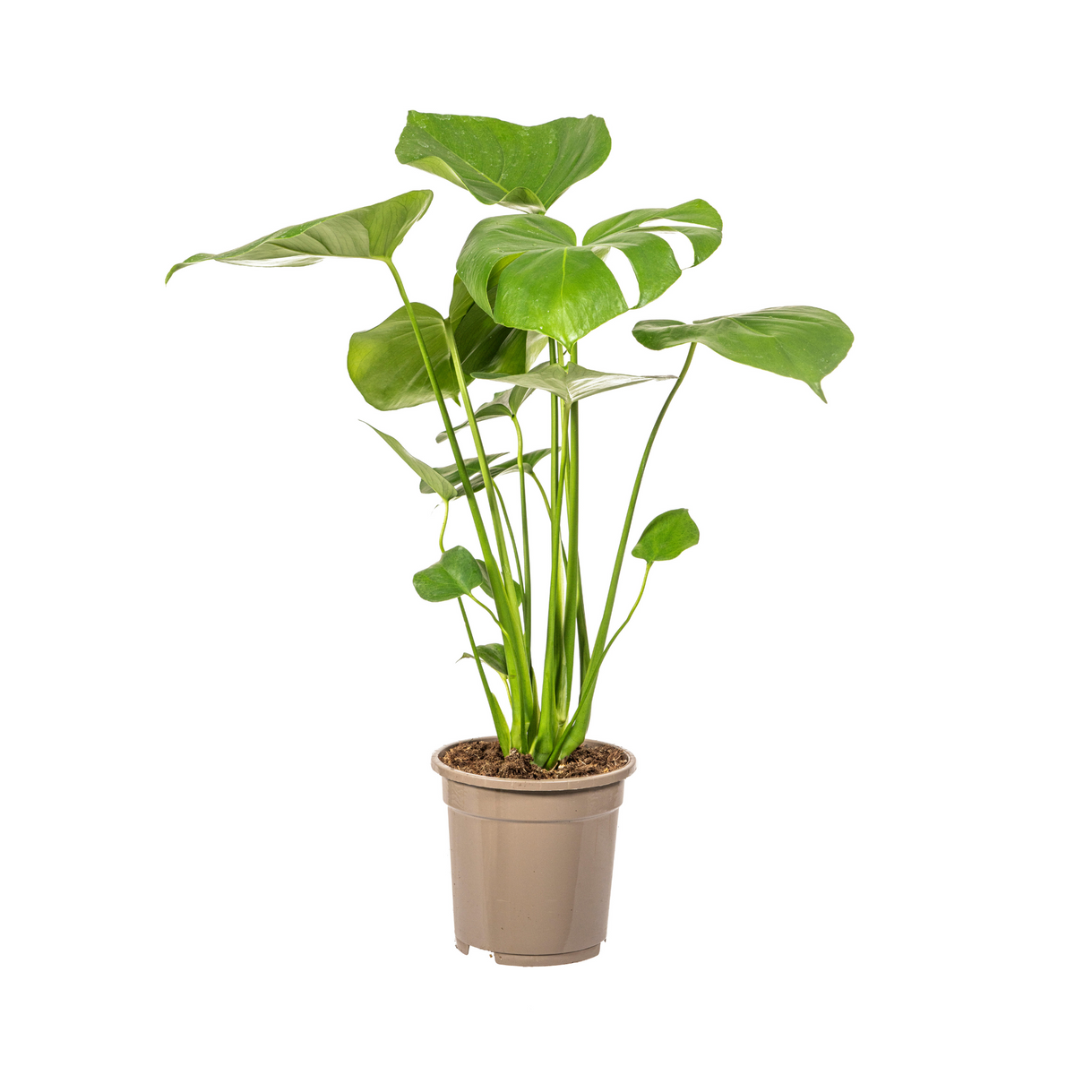 Monstera deliciosa Tauerii (Fensterblatt) – Ø 17 cm, 50–70 cm hoch