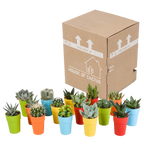 15× Mélange de cactus et plantes grasses (Cactaceae) – Ø6 cm, 13 cm de haut – pot en plastique coloré