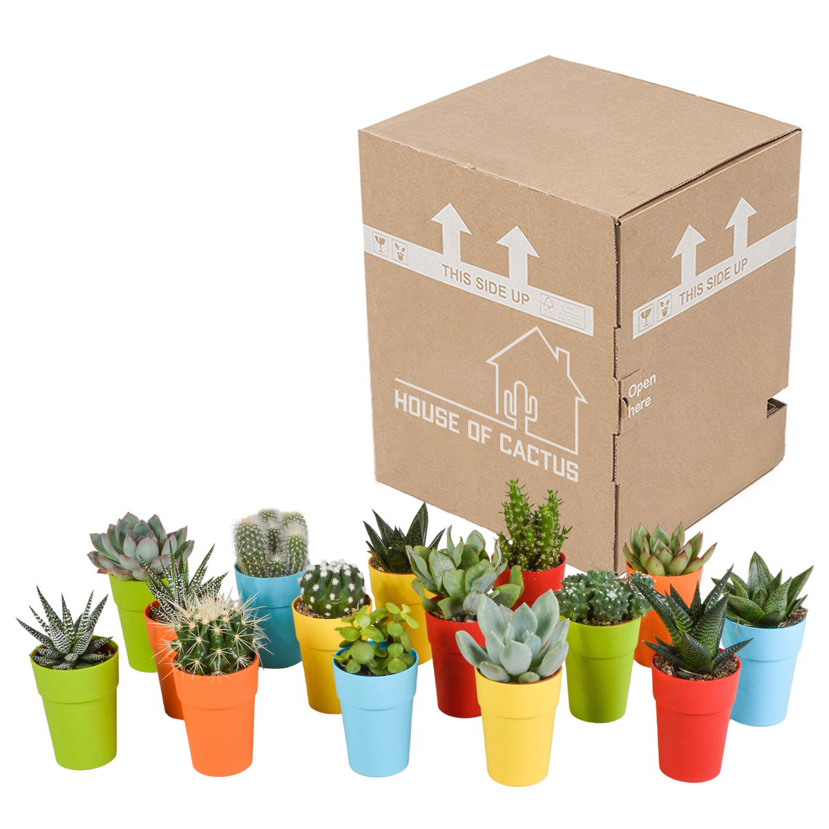 15× Mélange de cactus et plantes grasses (Cactaceae) – Ø6 cm, 13 cm de haut – pot en plastique coloré – photo 16