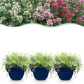 Thymus 'Tricolour' (tym) – rose-rouge-blanc – 24 plantes, Ø11 cm, 15–25 cm de haut