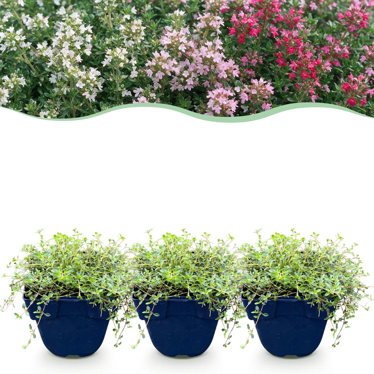 Thymus 'Tricolour' (tym) – roze-rood-wit – 24 planten, Ø11 cm, 15–25 cm hoog