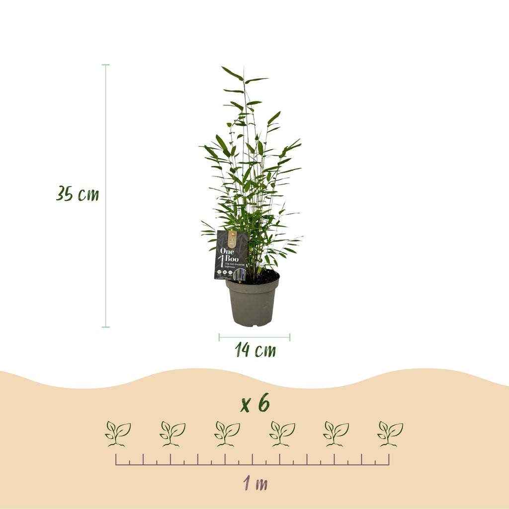 Fargesia 'Black Dragon' (bambus) – 2 planter, Ø14 cm, 35 cm høj – billede 3