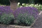 Lavandula angustifolia 'Dwarf Blue' (Lavendel) – 24 Pflanzen, Ø 9 cm, 10–25 cm hoch