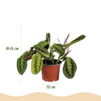 2× Maranta Fascinator Tricolour (plante prieuse) en pot décoratif Potter blanc – Ø12 cm, 25 cm de haut