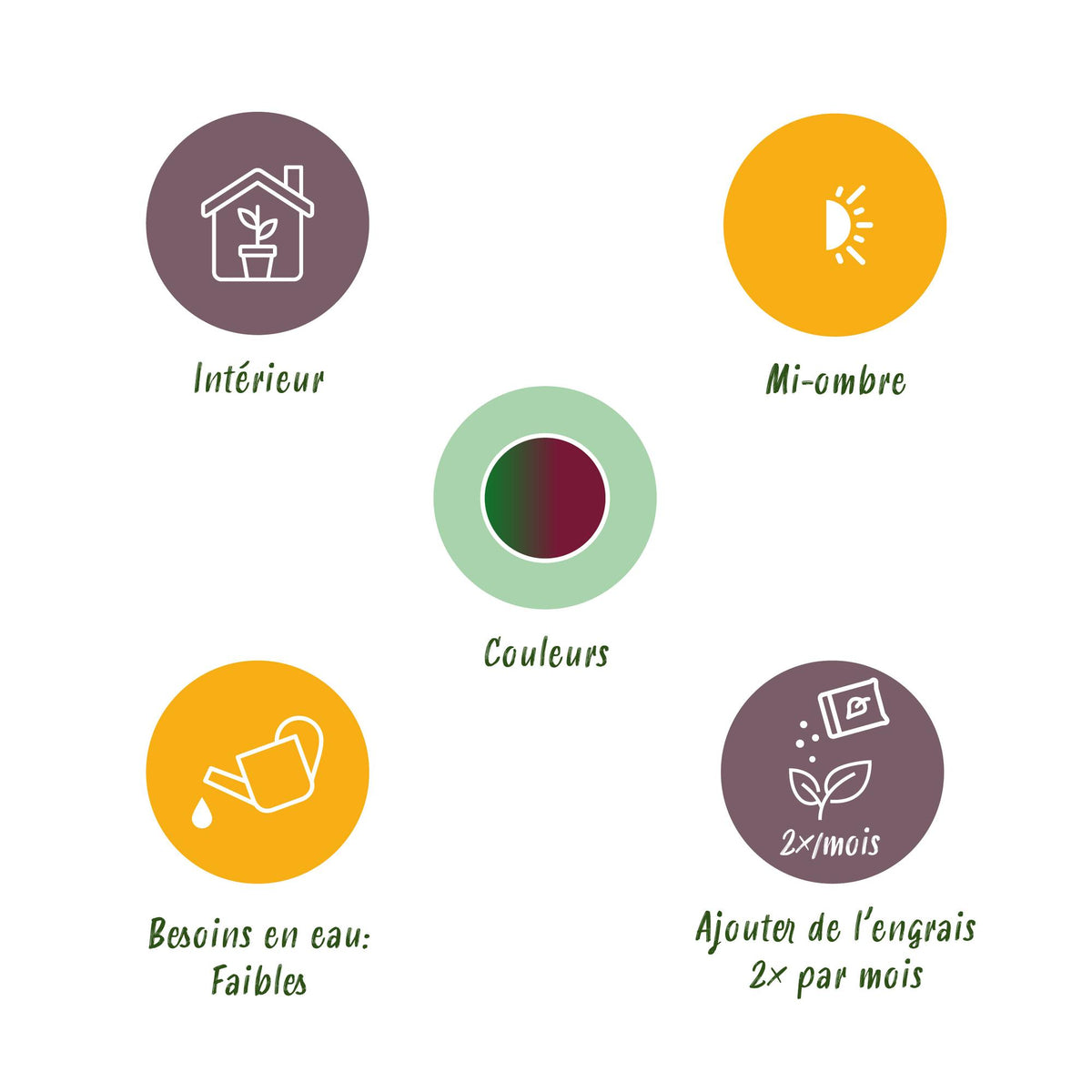 Dracaena Magenta (arbre au dragon) dans pot décoratif Potter gris – Ø21 cm, 90–100 cm de haut – photo 7
