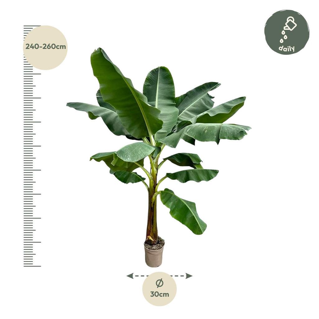 Musa (bananenplant) – Ø30 cm, 250 cm hoog