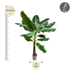 Musa (bananenplant) – Ø30 cm, 250 cm hoog