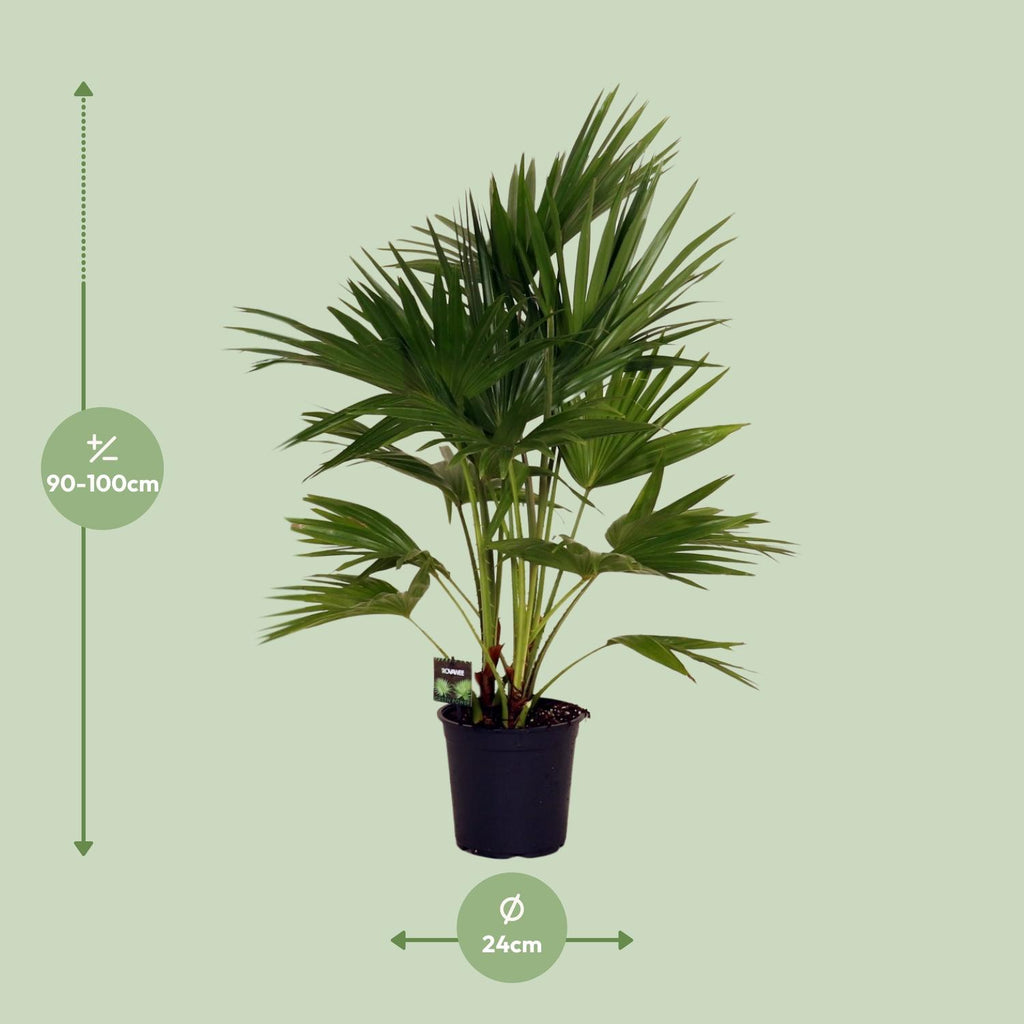 Livistona Chinensis (Fächerpalme) – Ø24 cm, 100 cm hoch