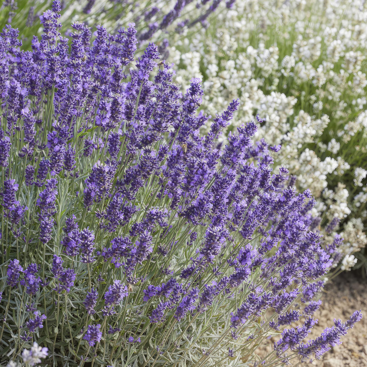 Lavandula 'Hidcote' (lavender) – 6 plants, Ø9 cm, 10–25 cm tall – photo 7