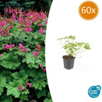 Geranium macrorrhizum 'Czakor' (cranesbill) – 60 plants, Ø9 cm, 10–25 cm high