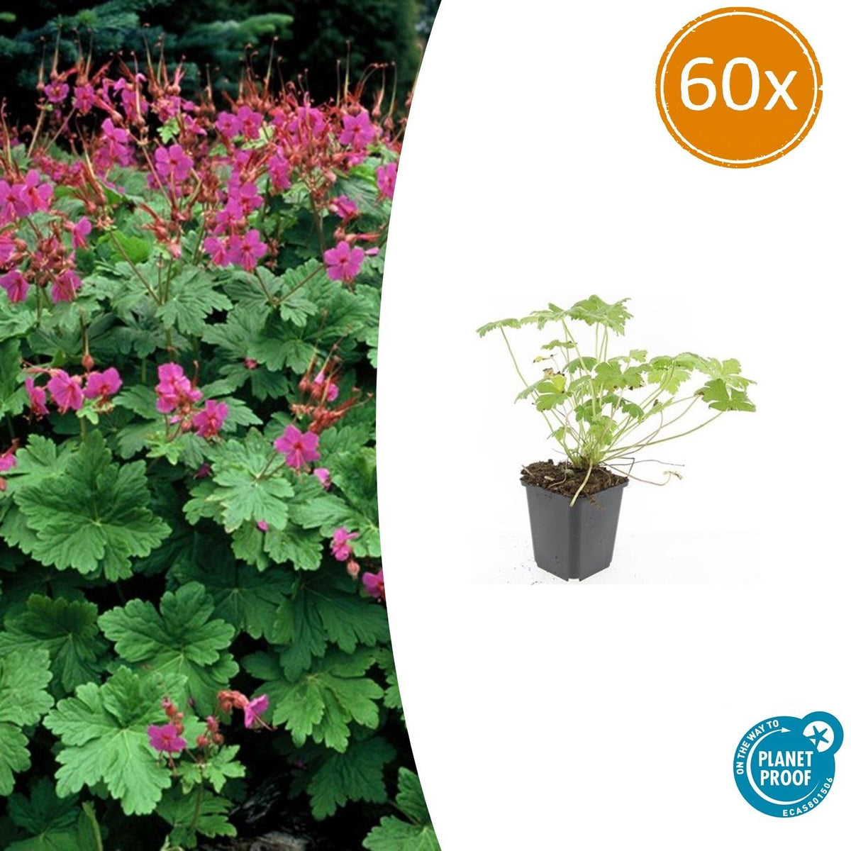 Geranium macrorrhizum 'Czakor' (cranesbill) – 60 plants, Ø9 cm, 10–25 cm high – photo 2