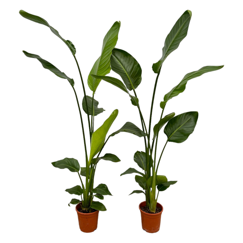 2× Strelitzia nicolai (vit paradisfågelblomma) – Ø17 cm, 130 cm hög