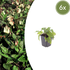 Symphytum grandiflorum (Großer Fingerhut) – 6 Pflanzen, Ø9 cm, 10–25 cm hoch