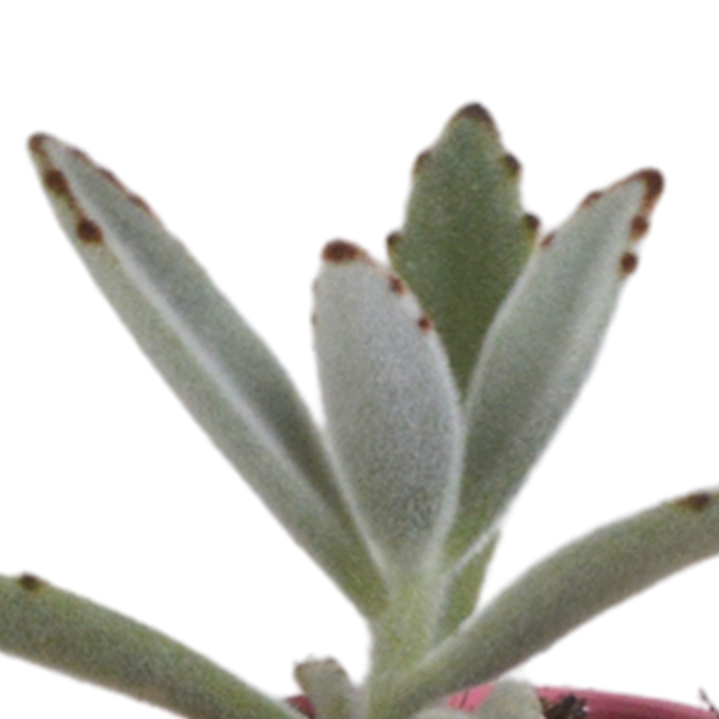 Sukkulenten – Ø 6 cm, 13 cm hoch
