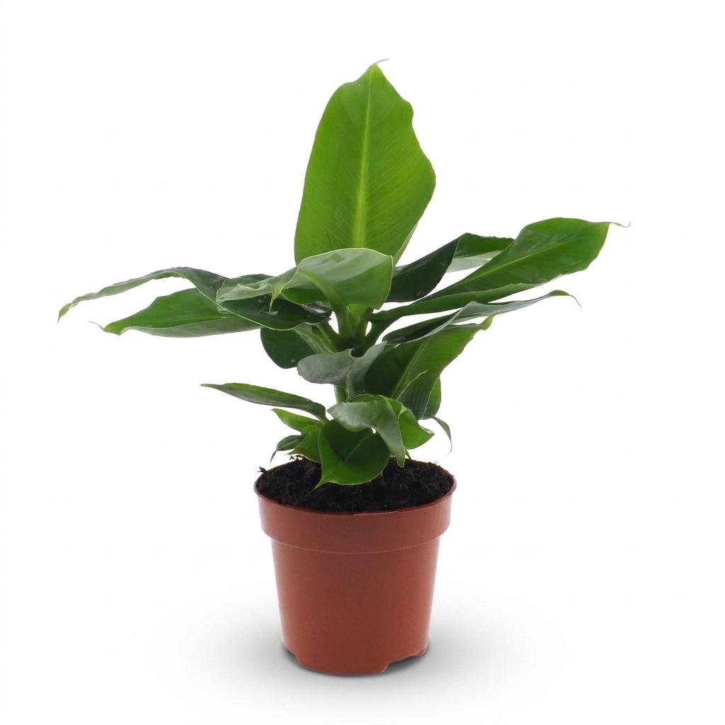 Musa Oriental Dwarf (bananplante) – Ø12 cm, 30 cm høj