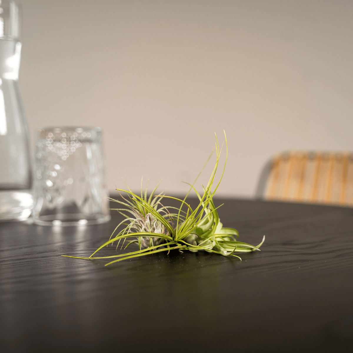 5× Tillandsia Air mix (plante aérienne) – Ø6 cm, 6 cm de haut – photo 2