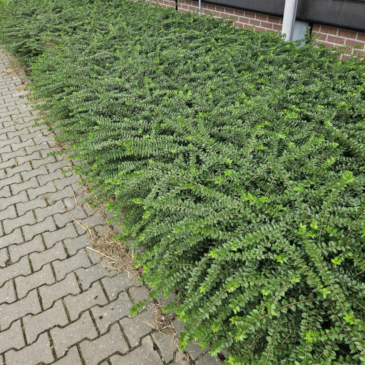 Lonicera nit. 'Maigrün' (honeysuckle) – 48 plants, Ø9 cm, 10–25 cm high – photo 6