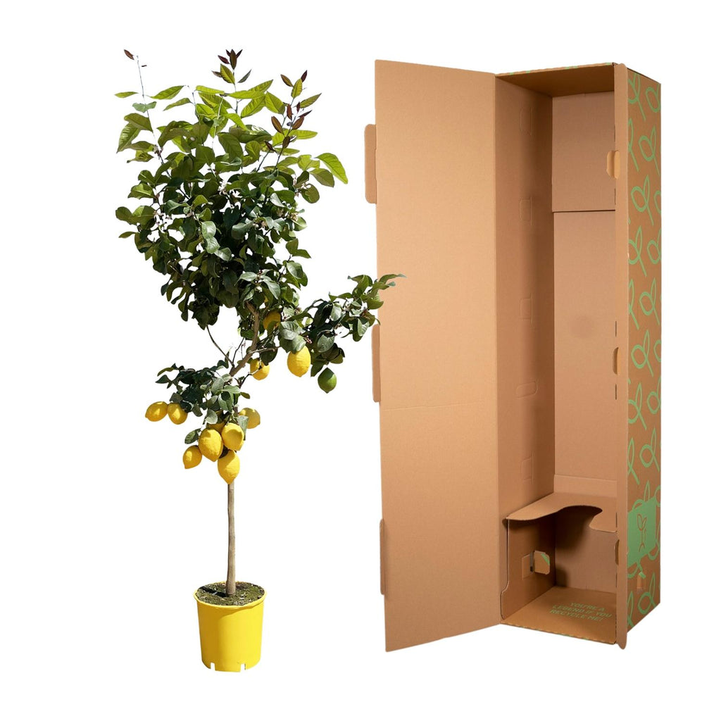 Zitrusbäumchen (Citrus) – Ø30 cm, 150 cm hoch – Bild 3