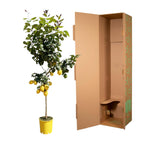 Zitrusbäumchen (Citrus) – Ø30 cm, 150 cm hoch