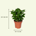 Coffret surprise de plantes d’intérieur – Ø 12 cm, 25 cm de haut – art. 5245