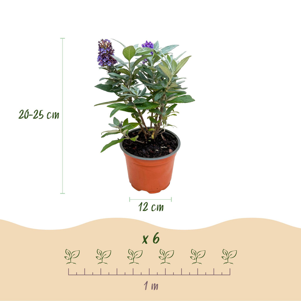 Buddleja davidii 'Butterfly Candy Little Tricolour' (Fliederblume) – rosa-weiß-lila – 3 Pflanzen, Ø12 cm, 20–25 cm hoch – Bild 3