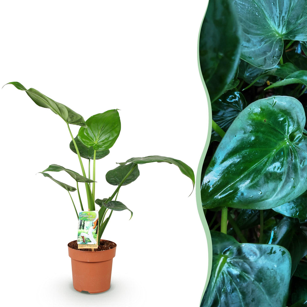 Alocasia Cucullata (elefantøre) – Ø17 cm, 60–65 cm høj