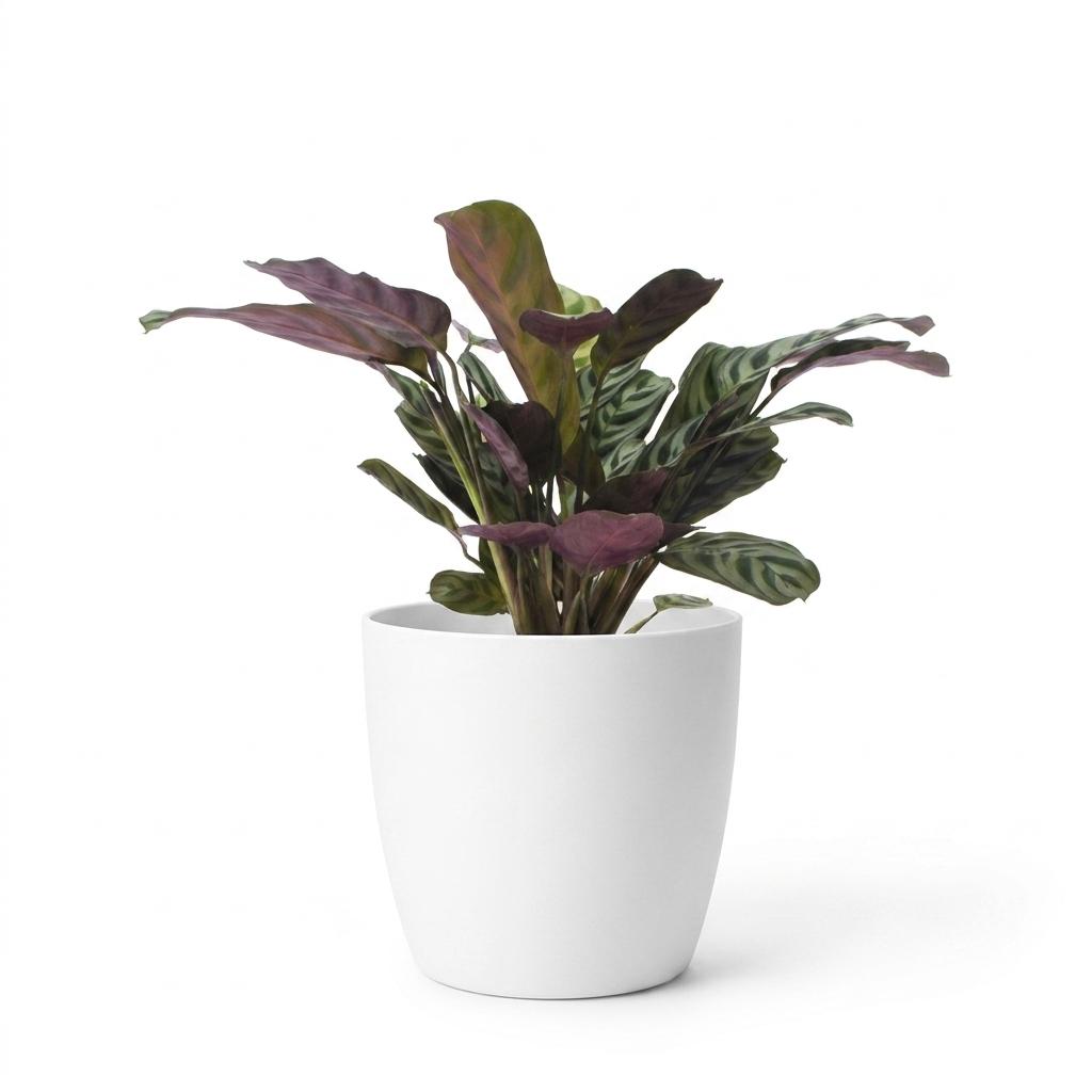 Ctenanthe burle-marxii (visgraatplant) in Potter-sierpot wit – Ø12 cm, 30 cm hoog – foto 2