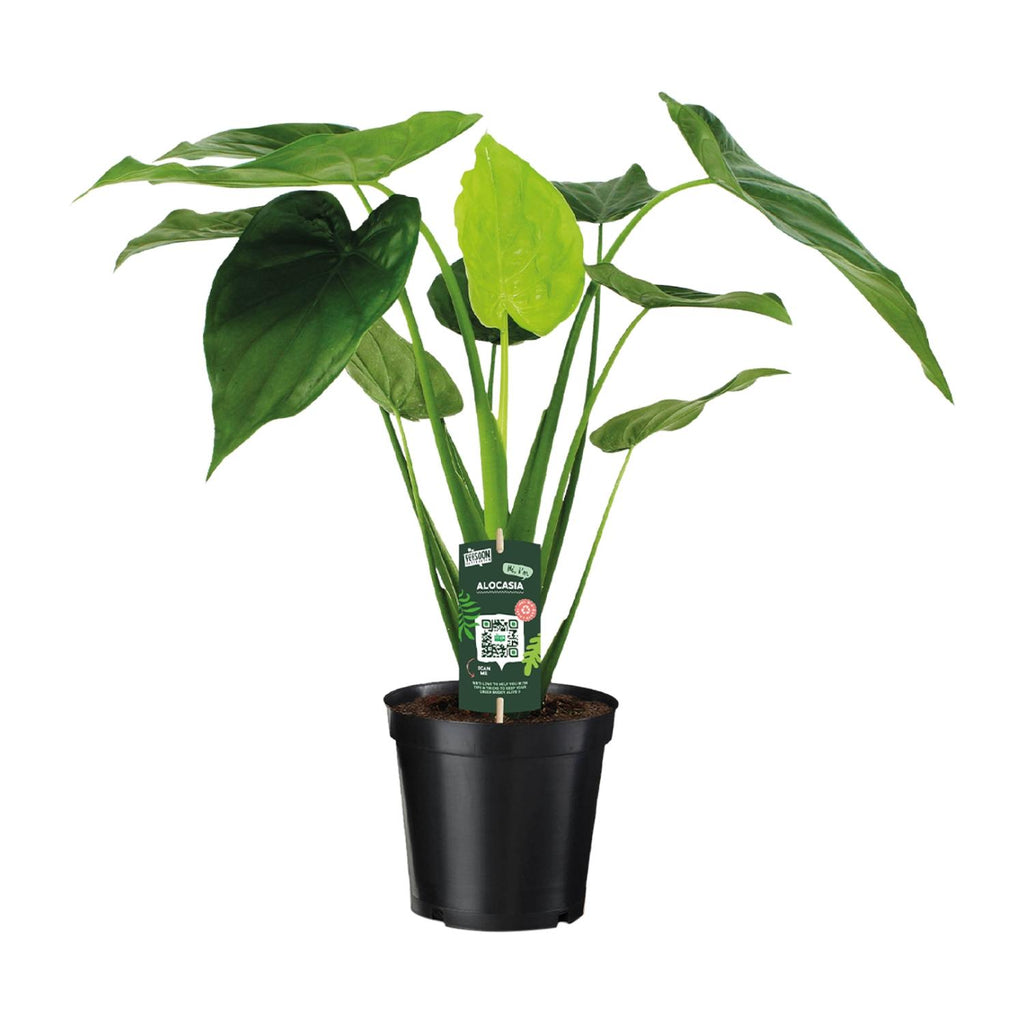 Alocasia Cucullata (elefantøre) – Ø19 cm, 55 cm høj
