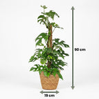 Monstera Minima (mini-monstera) avec panier – Ø19 cm, 90 cm de haut