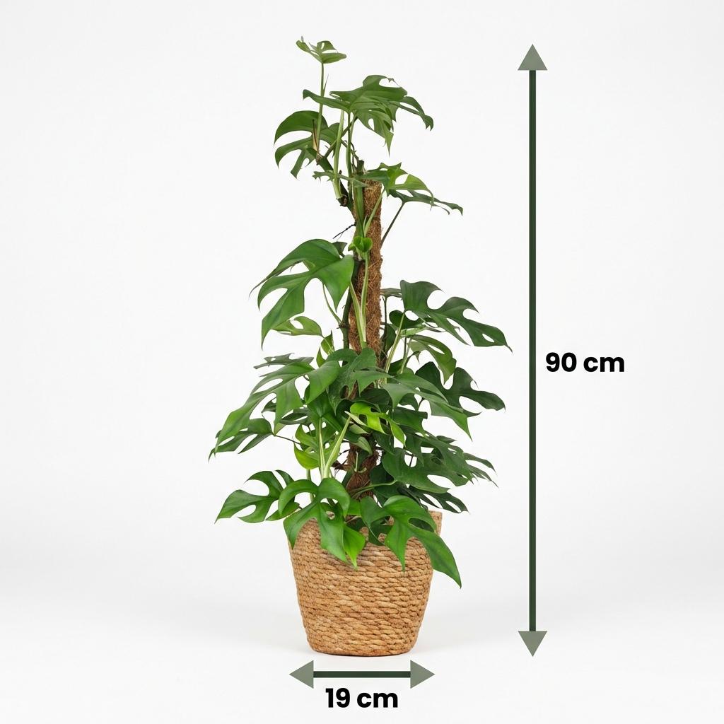 Monstera Minima (mini-monstera) avec panier – Ø19 cm, 90 cm de haut