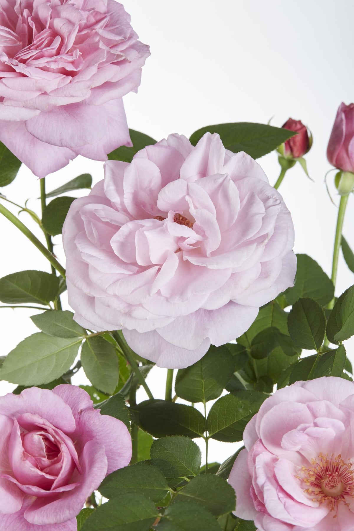 Rosa 'Crazy' (pink rose) – Ø15 cm, 65 cm high – photo 5