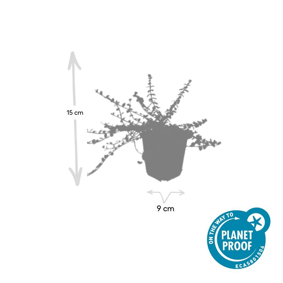 Euonymus fort. 'Minimus' (osier cardinaux) – 6 plants, Ø9 cm, 10–25 cm de haut – photo 4