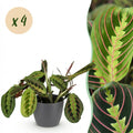 4× Maranta Fascinator Tricolour (bedplant) i Potter-pyntepotte grå – Ø12 cm, 25 cm høj